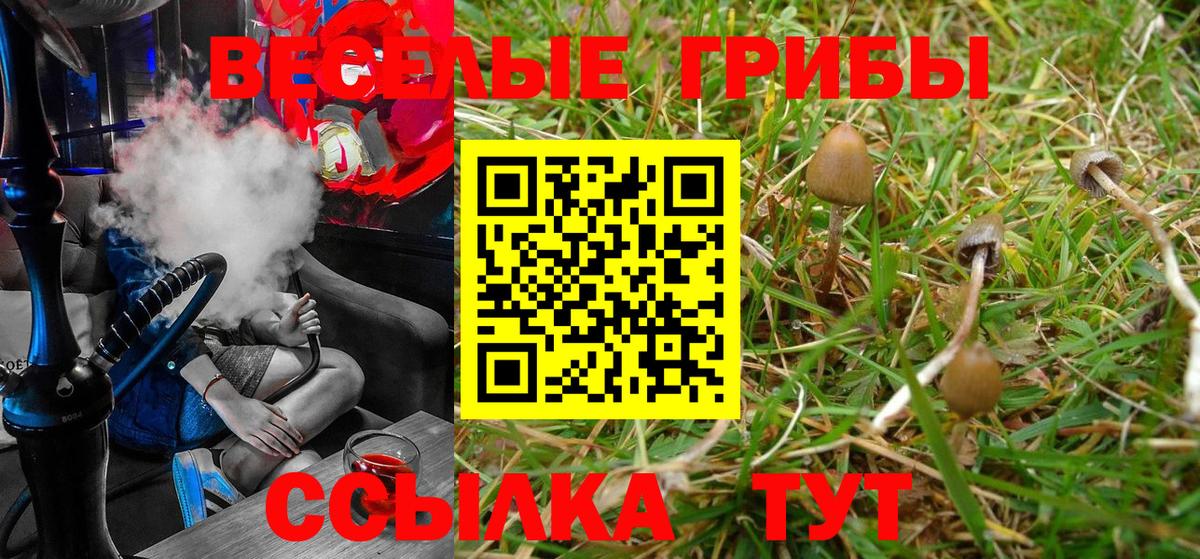 Галлюциногенные грибы Psilocybine cubensis Гусь-Хрустальный